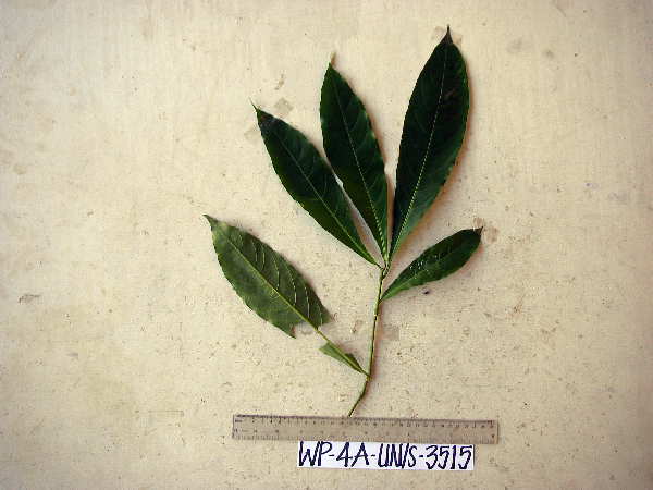 Calycacanthus magnusianus image