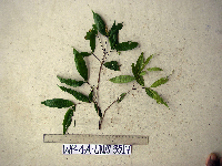 Syzygium longipes image