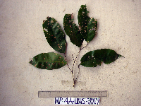 Kingiodendron novoguineense image