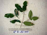Syzygium fastigiatum image