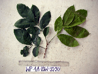 Goniocheton arborescens image