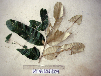 Aglaia argentea image