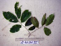 Bridelia macrocarpa image