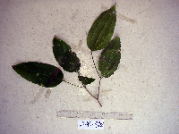 Celtis latifolia image