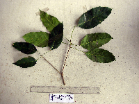 Pimelodendron amboinicum image