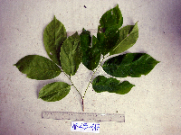 Bridelia macrocarpa image