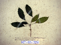 Pimelodendron amboinicum image