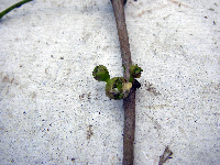 Pimelodendron amboinicum image