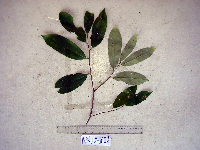 Gymnacranthera farquhariana var. zippeliana image