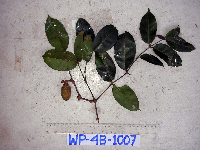 Gnetum gnemonoides image