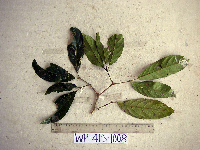 Teijsmanniodendron bogoriense image