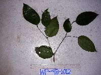 Celtis latifolia image