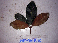 Palaquium supfianum image