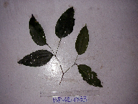 Celtis latifolia image