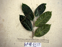 Medusanthera laxiflora image