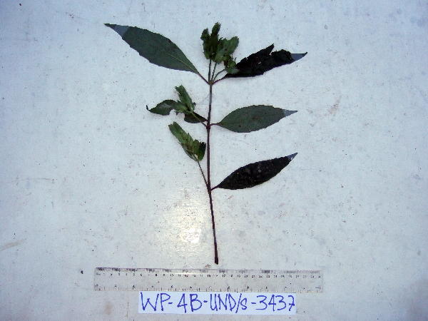 Dicliptera papuana image