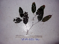 Celtis latifolia image