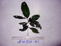 Bridelia macrocarpa image