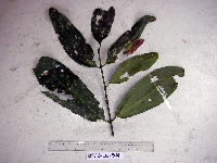 Cinnamomum grandiflorum image