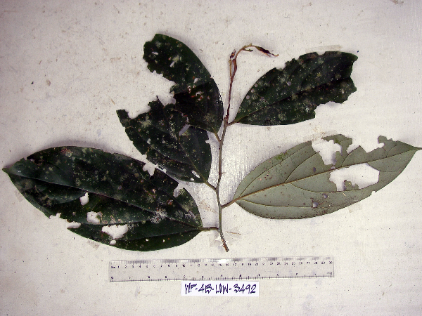 Cryptocarya idenburgensis image