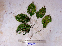 Celtis latifolia image