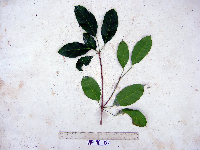 Pimelodendron amboinicum image