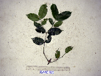 Gnetum gnemonoides image