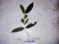 Gnetum gnemon image