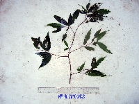 Syzygium longipes image