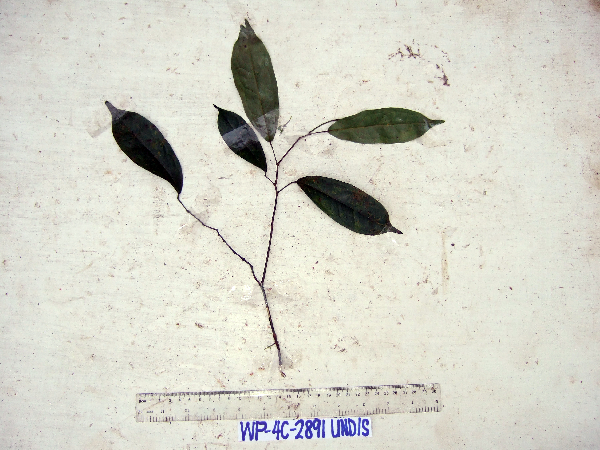 Albertisia papuana image