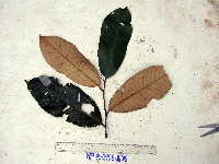 Myristica fatua image