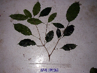 Pimelodendron amboinicum image