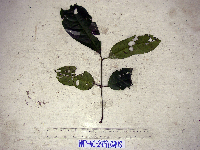 Gnetum latifolium image