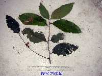 Cryptocarya depressa image