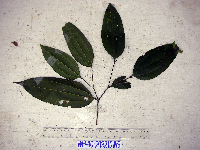 Celtis latifolia image