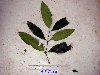 Syzygium furfuraceum image