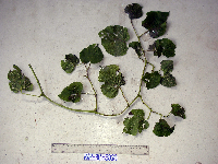 Image of Cissus adnata