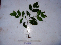 Gnetum gnemonoides image