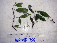 Syzygium longipes image