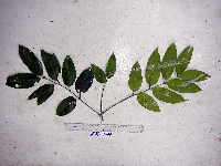 Goniocheton arborescens image