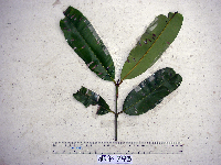 Calophyllum soulattri image