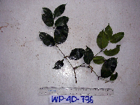 Gnetum gnemonoides image