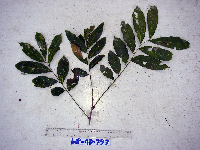 Harpullia arborea image