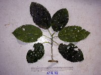 Dendrocnide ternatensis image