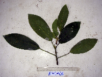 Dendrocnide ternatensis image