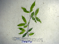 Syzygium longipes image