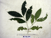 Gnetum gnemon image