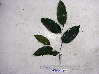 Celtis latifolia image