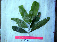 Calophyllum soulattri image