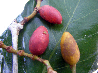 Gnetum gnemon image